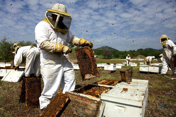 نقابة مربي النحل توضح: “قطاع مربو النحل فرع من فروع الفلاحة ولم يسبق أن صُنف خارج نطاقها حتى يعاد تصنيفه مرة أخرى”